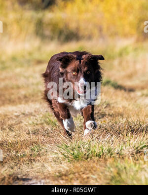 Border Collie Hund läuft außerhalb in einem Park in der Nähe von Salida, Colorado, USA Stockfoto