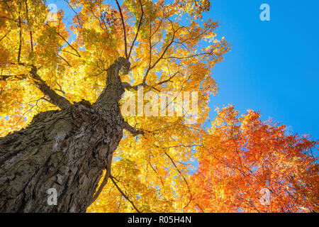Blick nach oben eines großen Ahorn Bäume mit hellem Orange und goldgelben Herbstlaub Blätter gegen den blauen Himmel Stockfoto