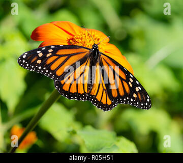 Monarchfalter (danaus Plexippus) Ernährung auf Mexikanische Sonnenblume im Herbst, die die Oberseite der Flügel. Natürlichen grünen Hintergrund. Stockfoto