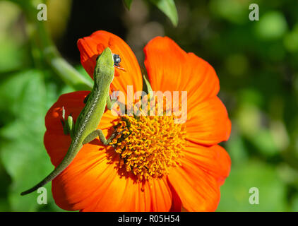 Green Anole oder Carolina anole Eidechse preying auf Mexikanische Sonnenblume mit einer Fliege in den Mund. Stockfoto