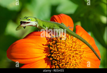 Green Anole oder Carolina anole Eidechse preying auf Mexikanische Sonnenblume mit einer Fliege in den Mund. Stockfoto