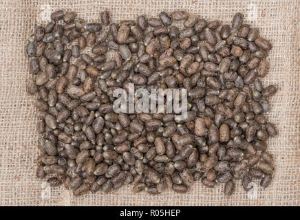 Mason bee Kokons in einem Stapel Stockfoto