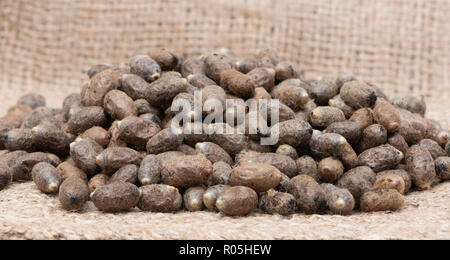 Mason bee Kokons in einem Stapel Stockfoto