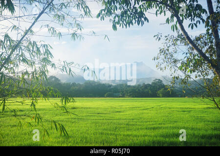 Landschaft malerischen Blick auf Reisfelder in Sabah Borneo mit Mount Kinabalu im fernen Hintergrund. Stockfoto