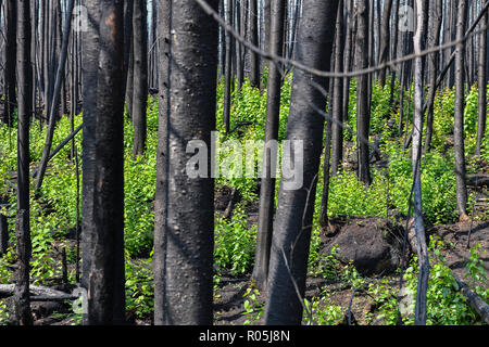 Waldbrand in Labrieville Region (Quebec) einige Monate nach Stockfoto