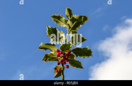 Holly Holly Blätter und Beeren mit blauem Himmel und Cloud Hintergrund. Stockfoto
