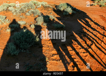 Kamel sillouettes auf einen Sonnenaufgang Fahrt von Silverton, NSW Australien Stockfoto