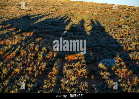 Kamel sillouettes auf einen Sonnenaufgang Fahrt von Silverton, NSW Australien Stockfoto