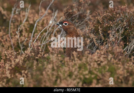 Eine atemberaubende Moorschneehuhn (Lagopus lagopus) stehen unter den Heather in den Highlands von Schottland. Stockfoto