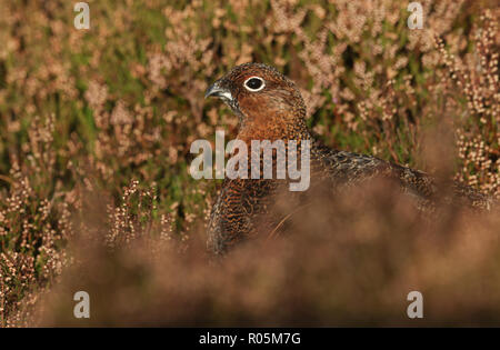 Eine atemberaubende Moorschneehuhn (Lagopus lagopus) stehen unter den Heather in den Highlands von Schottland. Stockfoto