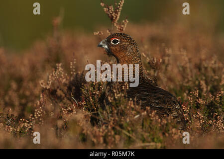 Eine atemberaubende Moorschneehuhn (Lagopus lagopus) stehen unter den Heather in den Highlands von Schottland. Stockfoto