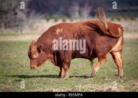 Eine rote Devon Stier in einem Feld genervt ist, flippen fliegt mit seinem Schwanz in Neuseeland Stockfoto