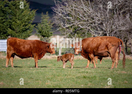 Eine rote Devon Kuh gibt Geburt eines Kalbes in einem Feld, während eine andere Kuh auf sieht Stockfoto