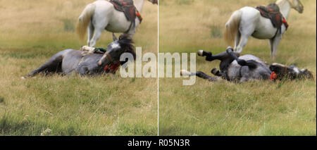 Traumhafte Szene von einem schwarzen Pferd Rollen im Gras und ein weißes Pferd hinter stehend, absichtlich unscharf. Stockfoto