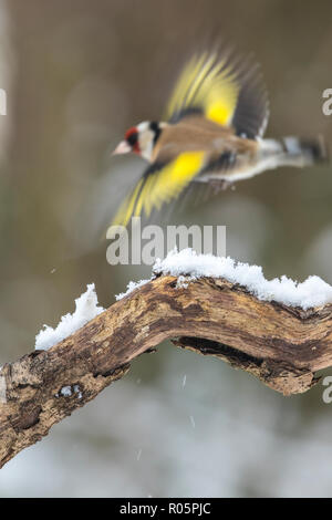 Europäische Stieglitz (Carduelis carduelis), erwachsenen männlichen Eindruck über Schnee fliegen Fallen Tree Branch, West Midlands, März Stockfoto