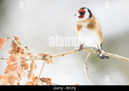 Europäische Stieglitz (Carduelis carduelis), erwachsenen männlichen auf Eiche Baum gehockt, West Midlands, März Stockfoto