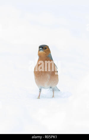 Gemeinsame Buchfink (Fringilla coelebs), erwachsenen männlichen auf Schneebedeckter Boden, West Midlands, März Stockfoto