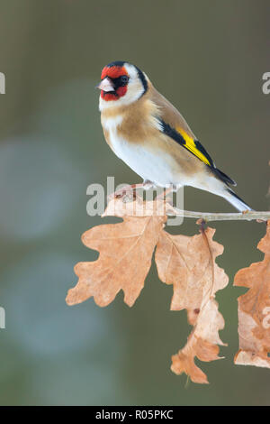 Europäische Stieglitz (Carduelis carduelis), erwachsenen männlichen auf Eiche Baum gehockt, West Midlands, März Stockfoto