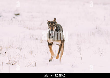 Jagd Windhund Hortaya Borzaya Hund während Hase - Jagd im Winter Tag In schneebedeckten Feld. Stockfoto