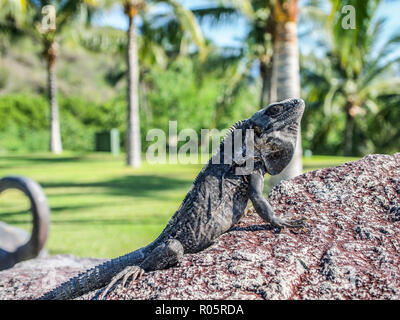 Iguana genießen der Sonne auf einem Stein mit grüner Vegetation Hintergrund Stockfoto