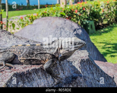 Schöne iguana genießen die Sonne auf einen Stein mit einem grünen Hintergrund Stockfoto