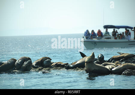 Cabo San Lucas, Baja California, Mexiko, 06.07.2018: ein Ausflugsboot von touristischen nähert sich eine Insel der Seelöwen Zucht Stockfoto