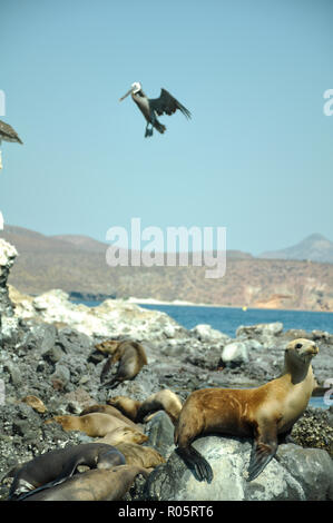 Eine riesige Pelikan ist die Landung auf einem sea lion Island in Baja California, Meer von Cortez in Mexiko. Stockfoto