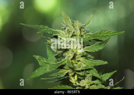 Nahaufnahme von Marihuana Pflanze im Garten wächst, zur Ernte bereit. Grüner Hintergrund diffus. Stockfoto