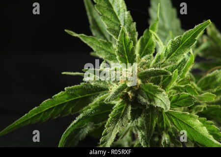 Nahaufnahme, Ansicht von oben in der Cannabispflanze, Knospen, auf schwarzem Hintergrund Stockfoto