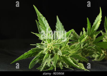 Nahaufnahme, Ansicht von oben in der Cannabispflanze, Knospen, auf schwarzem Hintergrund Stockfoto