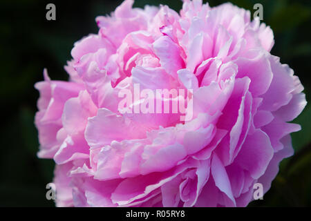 Nahaufnahme einer rosa Pfingstrose auf einem dunklen Hintergrund Stockfoto