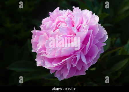 Nahaufnahme einer rosa Pfingstrose auf einem dunklen Hintergrund Stockfoto