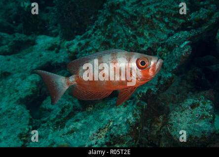 Lunartail Großaugenthun, Priacanthus hamrur, Hamata, Rotes Meer, Ägypten Stockfoto