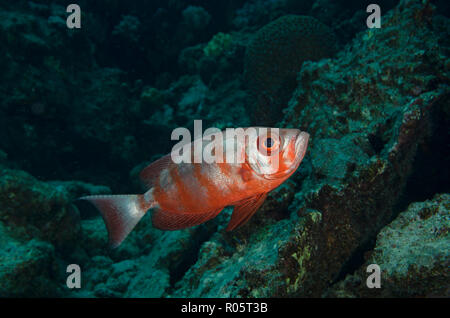 Lunartail Großaugenthun, Priacanthus hamrur, Hamata, Rotes Meer, Ägypten Stockfoto