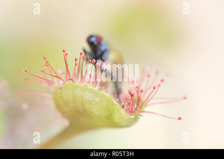 Sonnentau (Drosera rotundifolia) Ernährung auf einer Fliege (Thricops semicinereus) Stockfoto