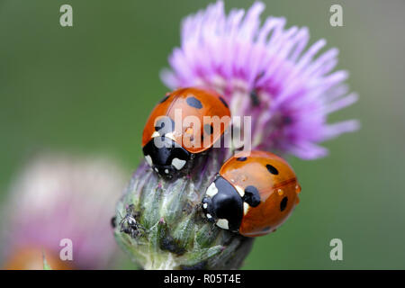 Sieben - beschmutzt, Marienkäfer, Coccinella septempunctata. Jagd auf Blattläuse auf creeping Thistle. Stockfoto