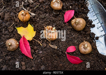 Pflanzen krokusse Blumenzwiebeln im Herbst Garten. Stockfoto