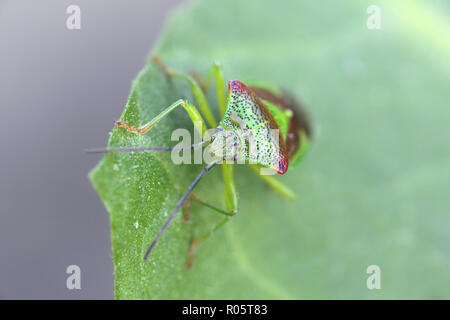 Der weißdorn Acanthosoma haemorrhoidale Shield bug, Stockfoto