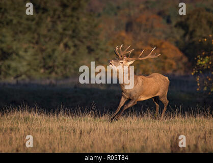 Red Deer Stag, Fountains Abbey, North Yorkshire, Großbritannien Stockfoto