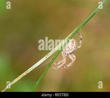 Cross spider lauern Stockfoto