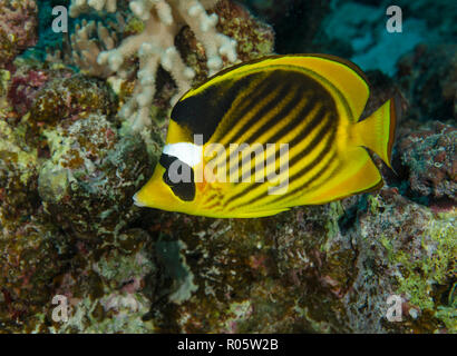 Rotes Meer Waschbär Falterfische, Chaetodon fasciatus, Hamata, Ägypten, Rotes Meer Stockfoto