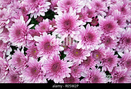 Pink daisy close-up Stockfoto