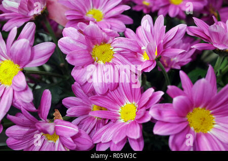 Pink daisy close-up Stockfoto