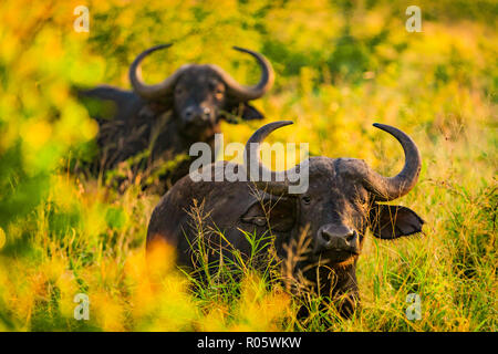 Wasserbüffel (Bubalus bubalis"), Zululand, Südafrika, Afrika Stockfoto