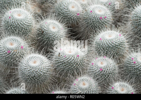 Mammillaria geminispina ist eine Pflanzenart aus der Gattung der blühenden Pflanze in der Familie Araceae, beheimatet in zentralen Mexiko. Karmin rosa Blüten sind im Sommer ein getragen Stockfoto