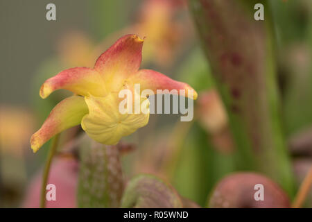 Schöne sternförmigen Blume der Sarracenia fleischfressende Pflanze Stockfoto