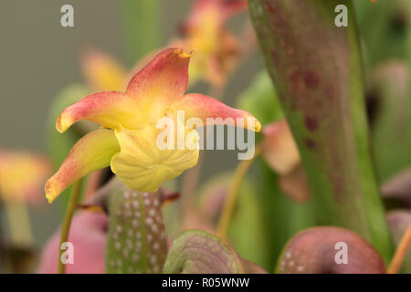 Schöne sternförmigen Blume der Sarracenia fleischfressende Pflanze Stockfoto