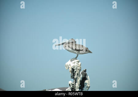 Ein Pelikan ist hoch auf einem Felsen und entspannt in der Sonne in Baja California Sur, Mexiko. Stockfoto