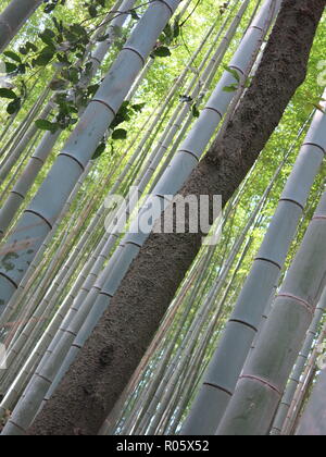 Nahaufnahme von Baumstämmen, aufgenommen auf der Diagonalen, in Arashiyama Bamboo Grove/Sagano Bambuswald, Kyoto, Japan Stockfoto