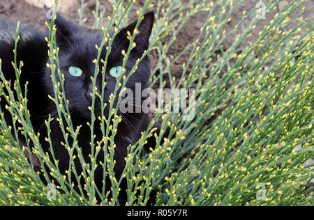 Eine schwarze Katze spähen hinter eine blühende Pflanze. Stockfoto